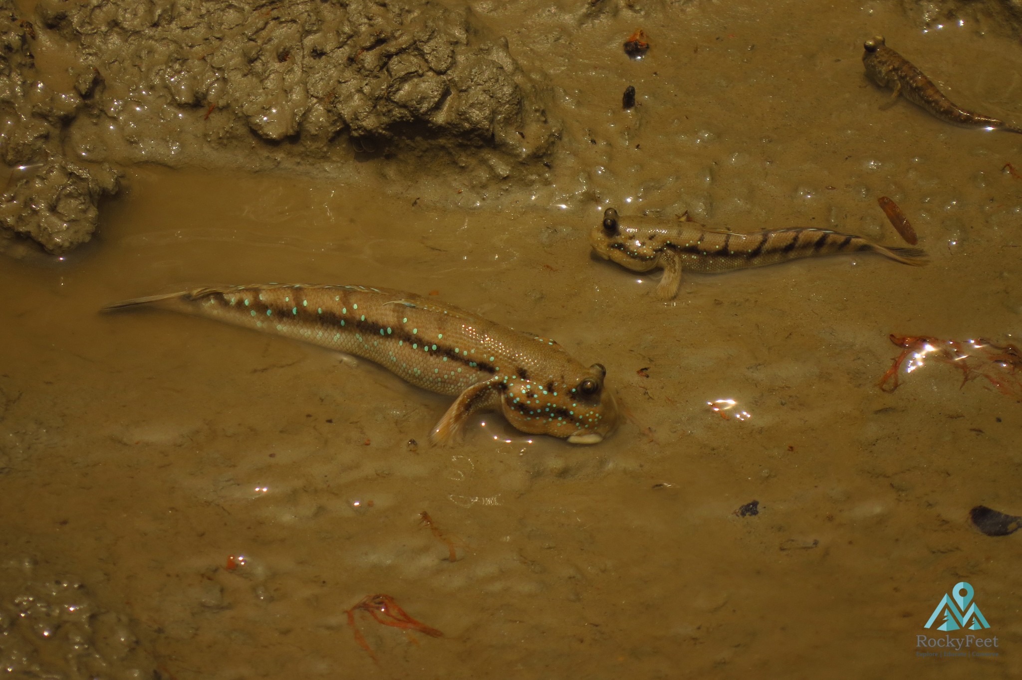 Mudskippers – Sunderbans Wildlife Trail