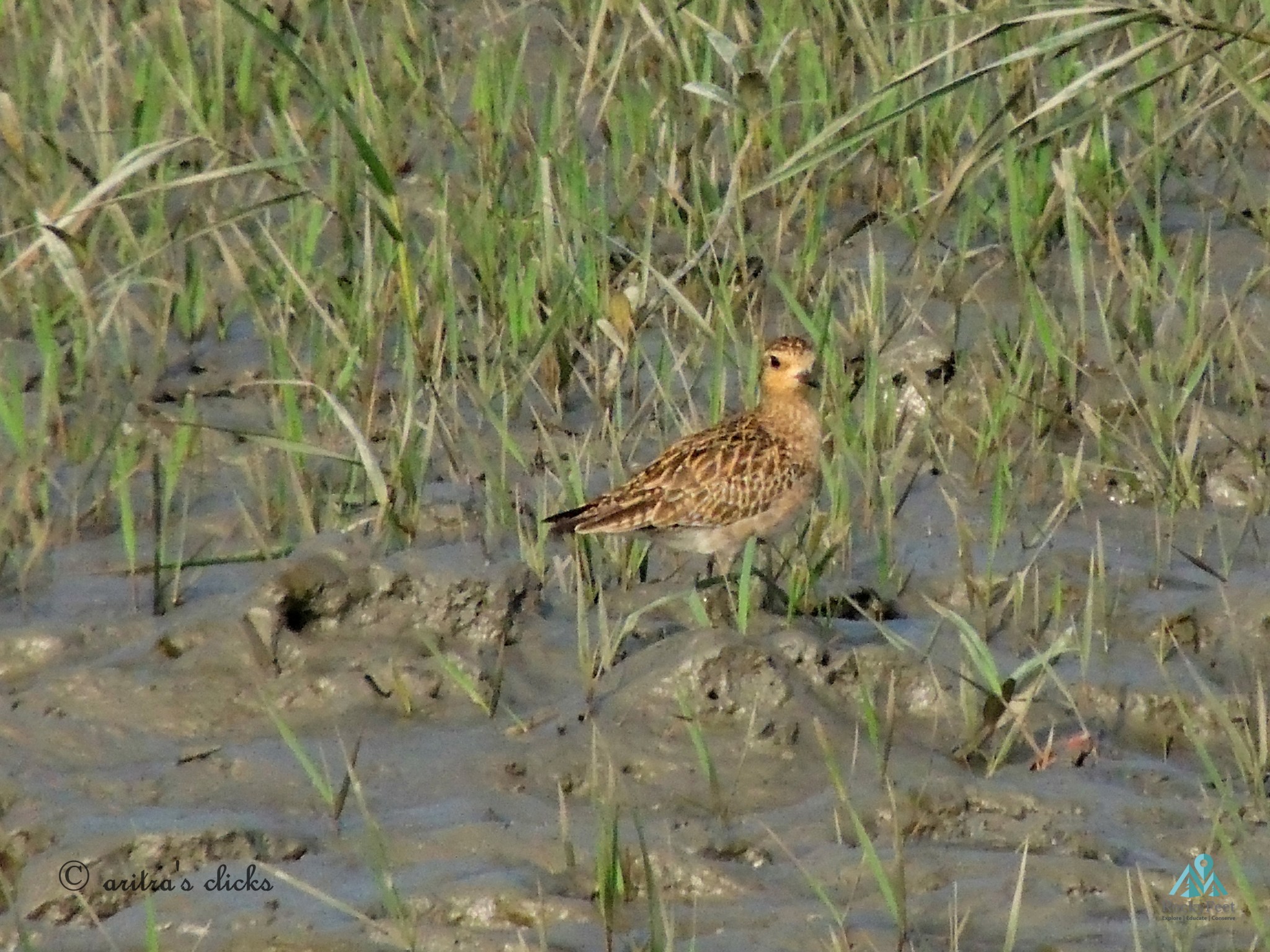 Pacific Golden Plover – Sunderban Wildlife Trail