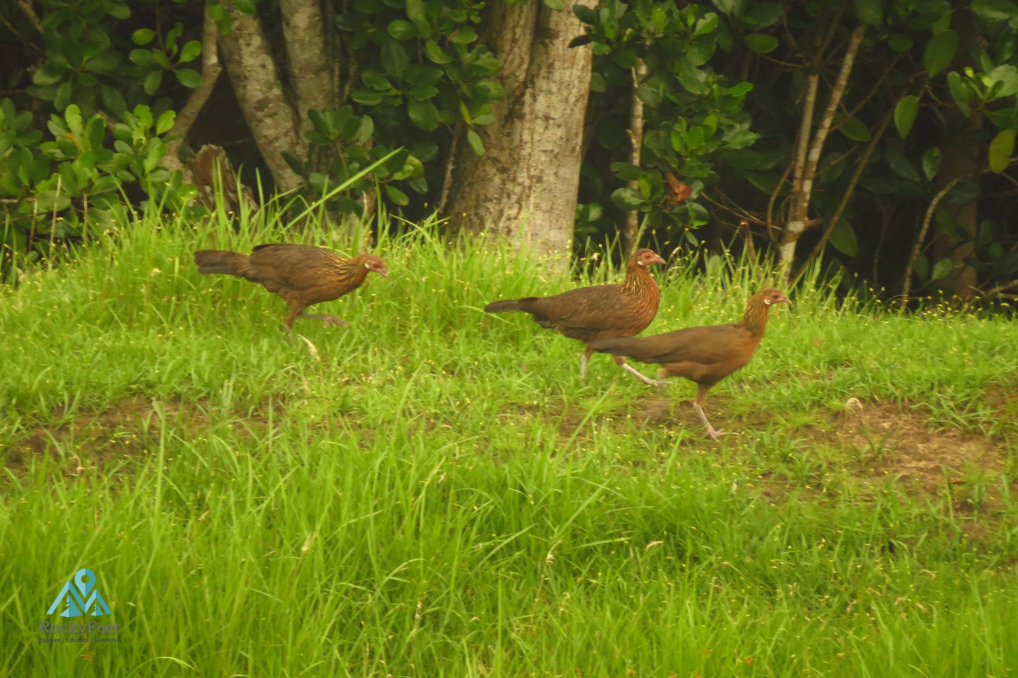 Red Junglefowls (female) – Sunderbans Wildlife Trail