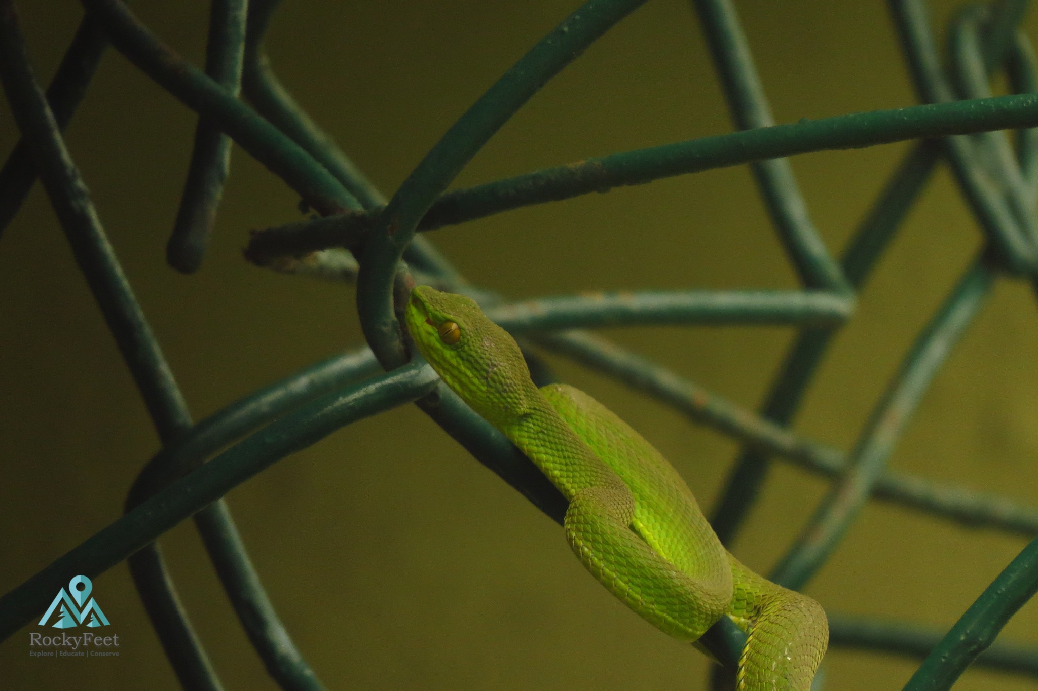 Red Tailed Pit Viper – Sunderbans Wildlife Trail