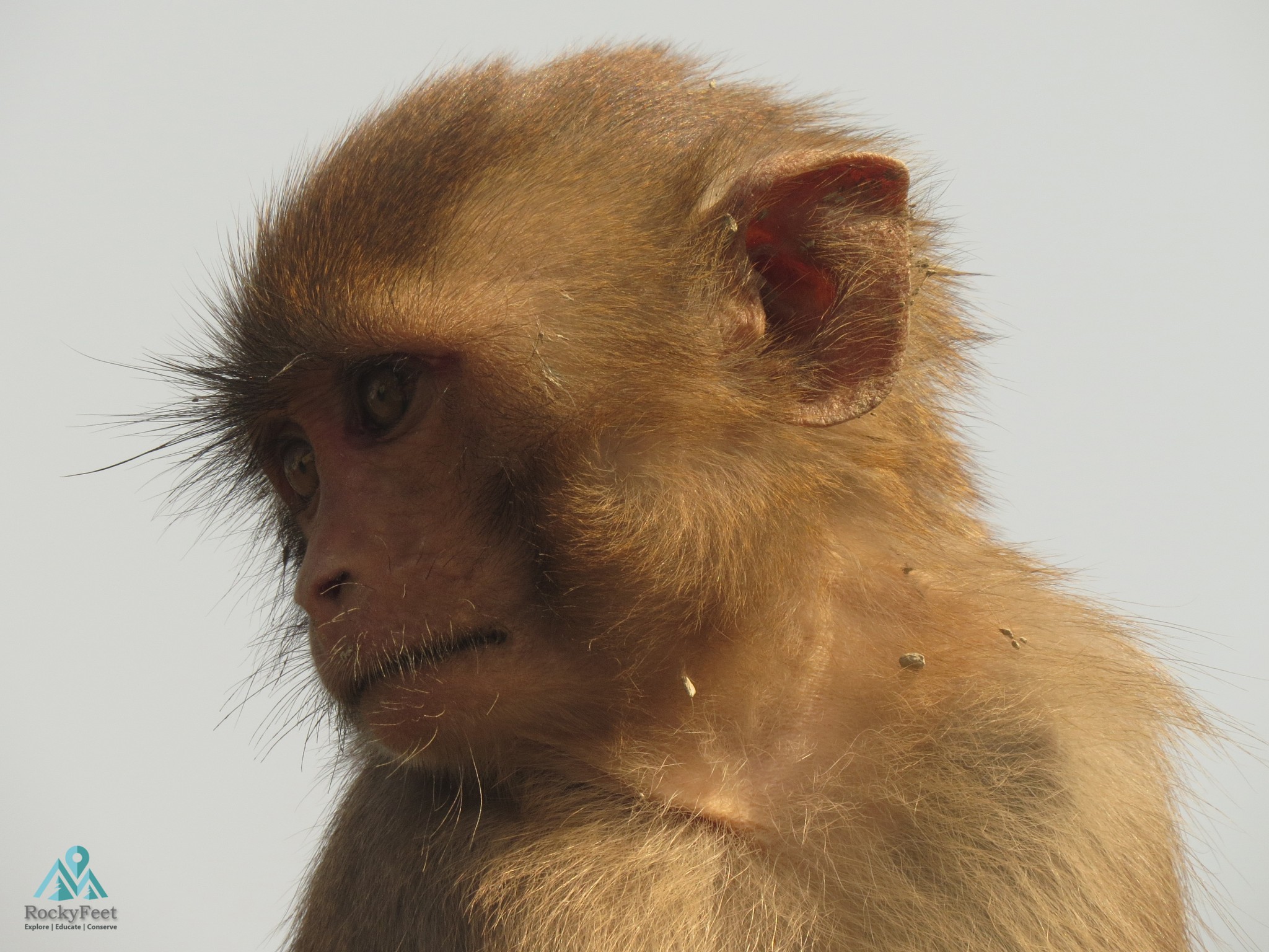 Rhesus Macaque – Sunderbans Wildlife Trail