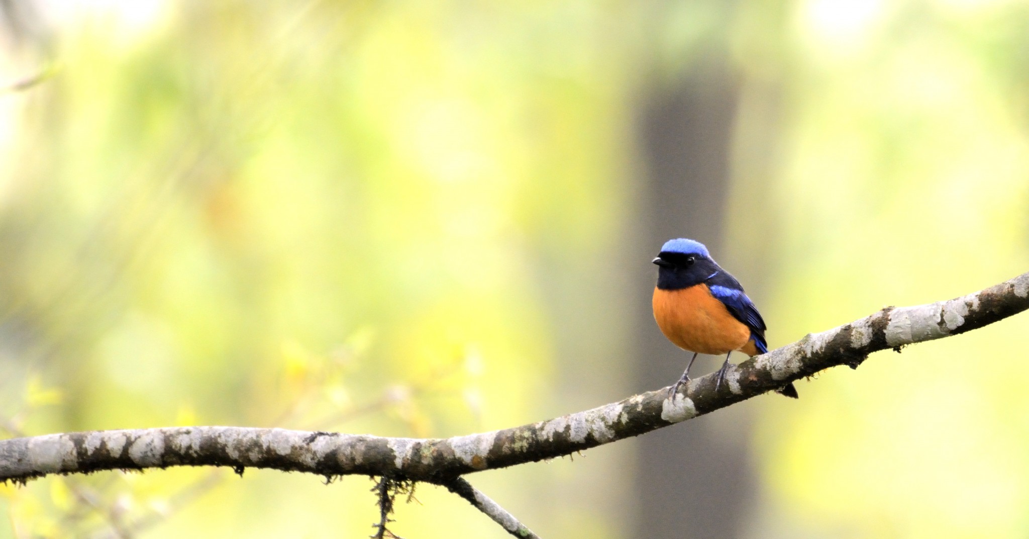 Latpanchar Birding rail – Rufous-bellied Niltava (male)