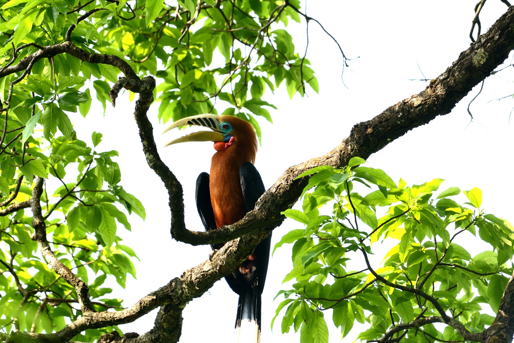 Latpanchar Birding Trail – Rufous-necked Hornbill (male) – 2