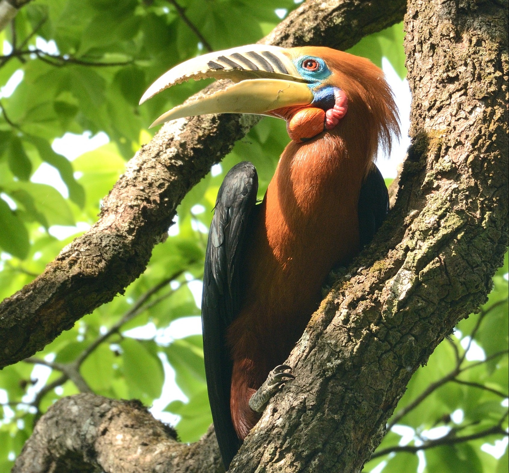 Latpanchar Birding Trail – Rufous-necked Hornbill (male) – 3