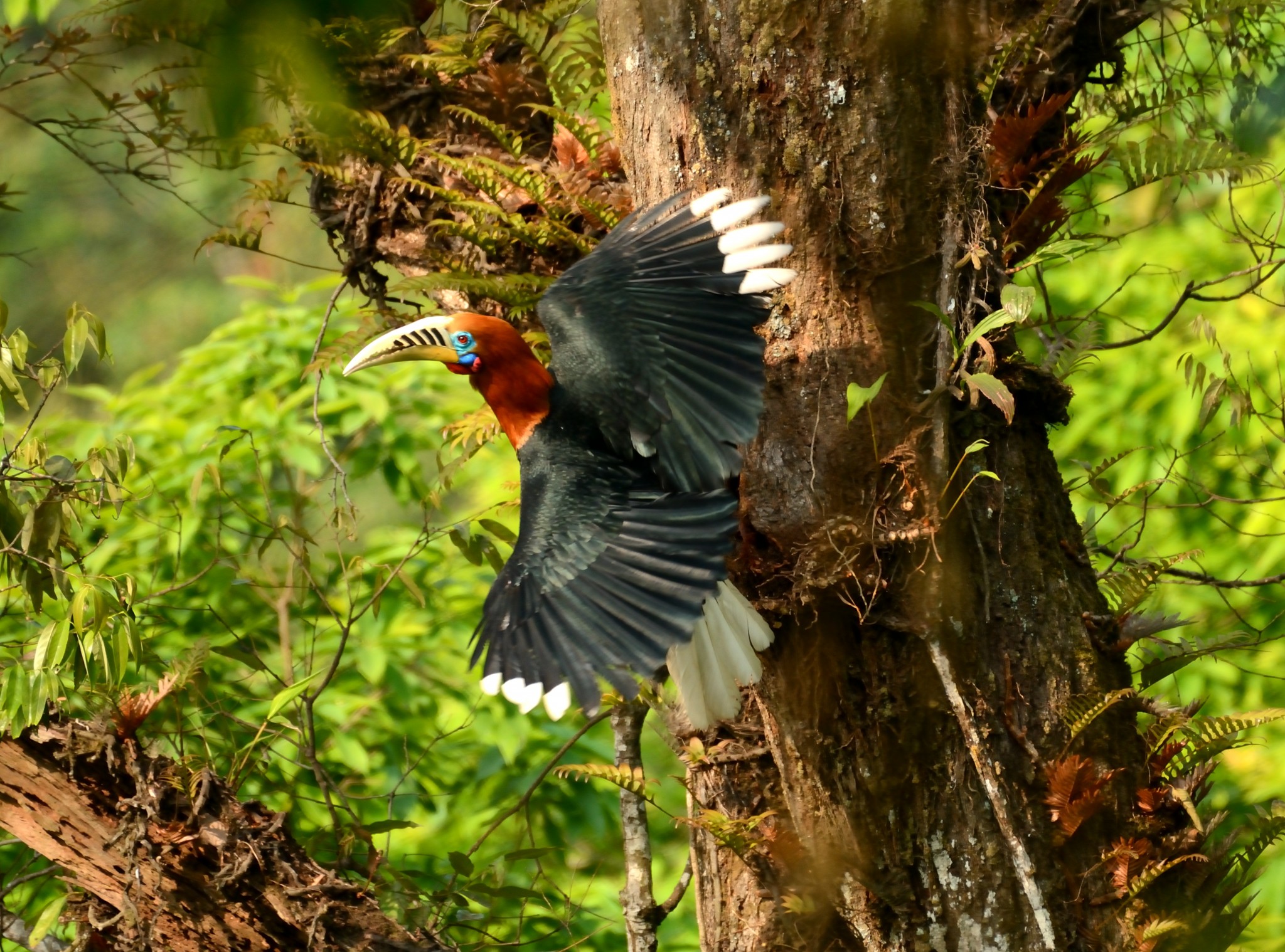 Rufous-necked Hornbill (male)