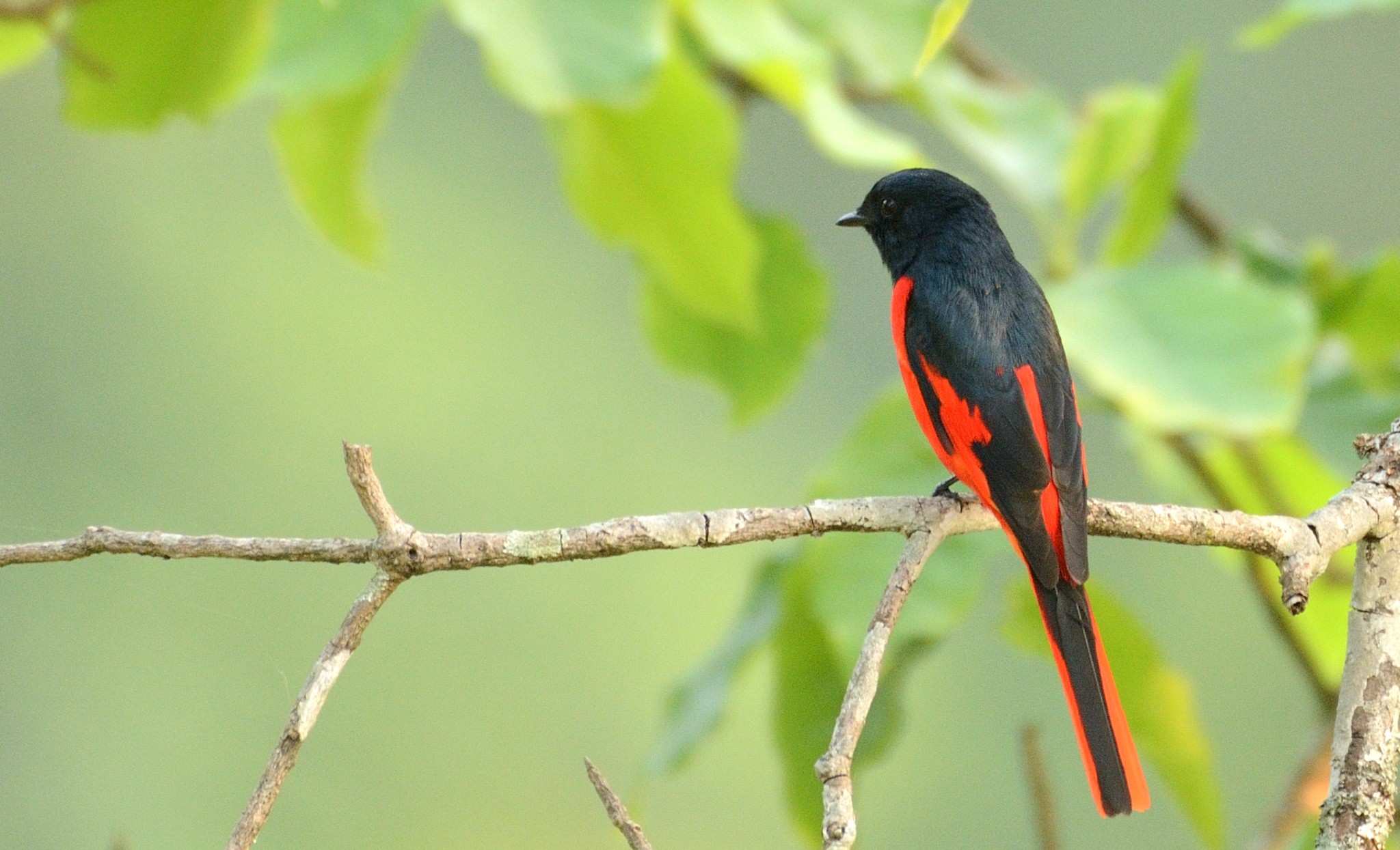 Latpanchar Birding Trail – Scarlet Minivet (male)