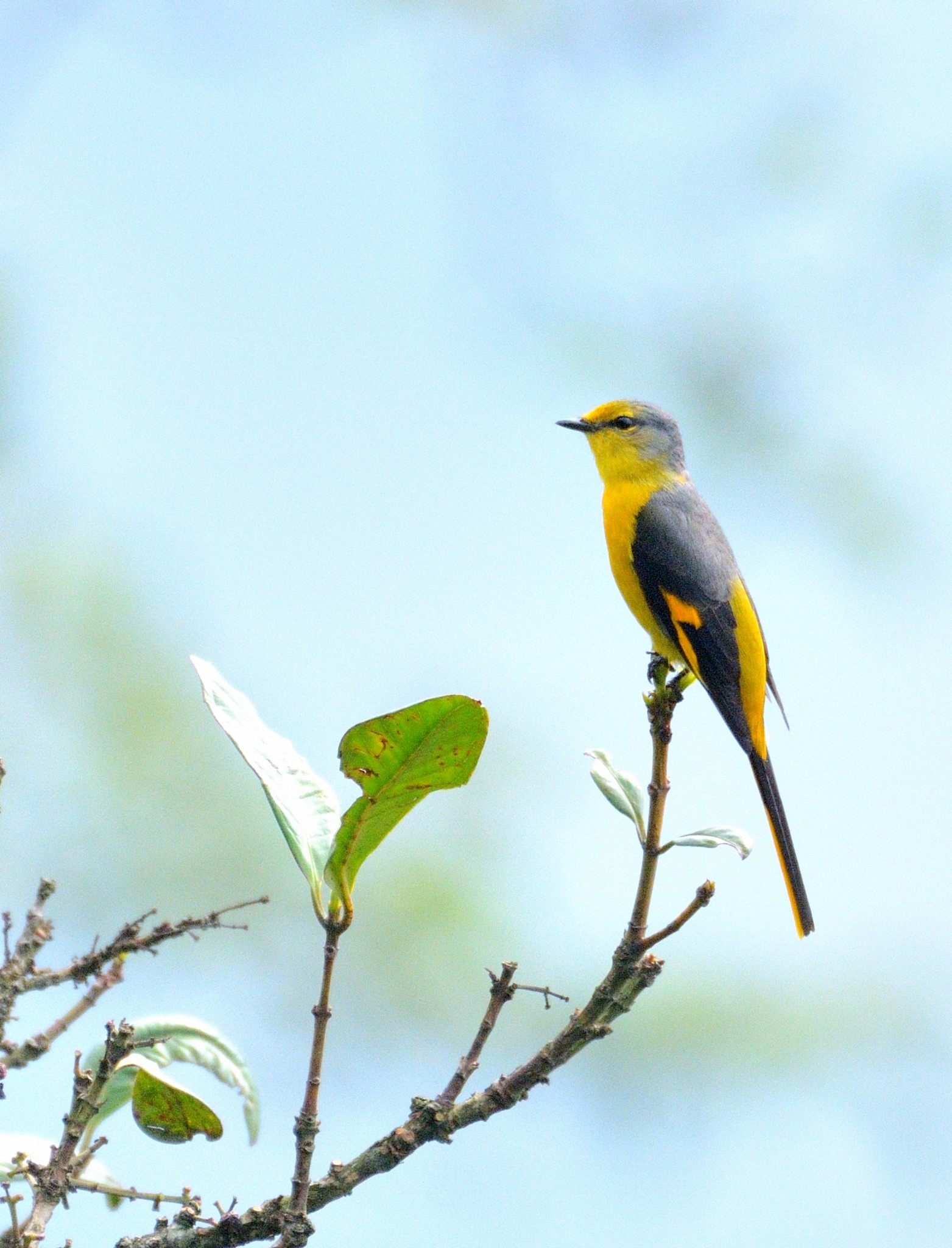 Latpanchar Birding Trail – Scarlet Minivet (female)