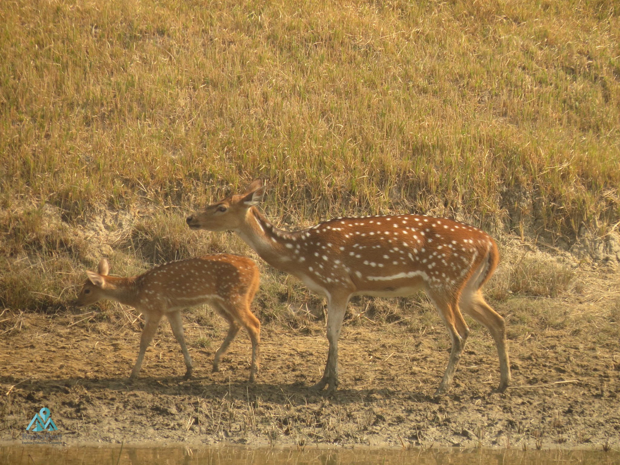 Spotted Deer – Sunderbans Wildlife Trail