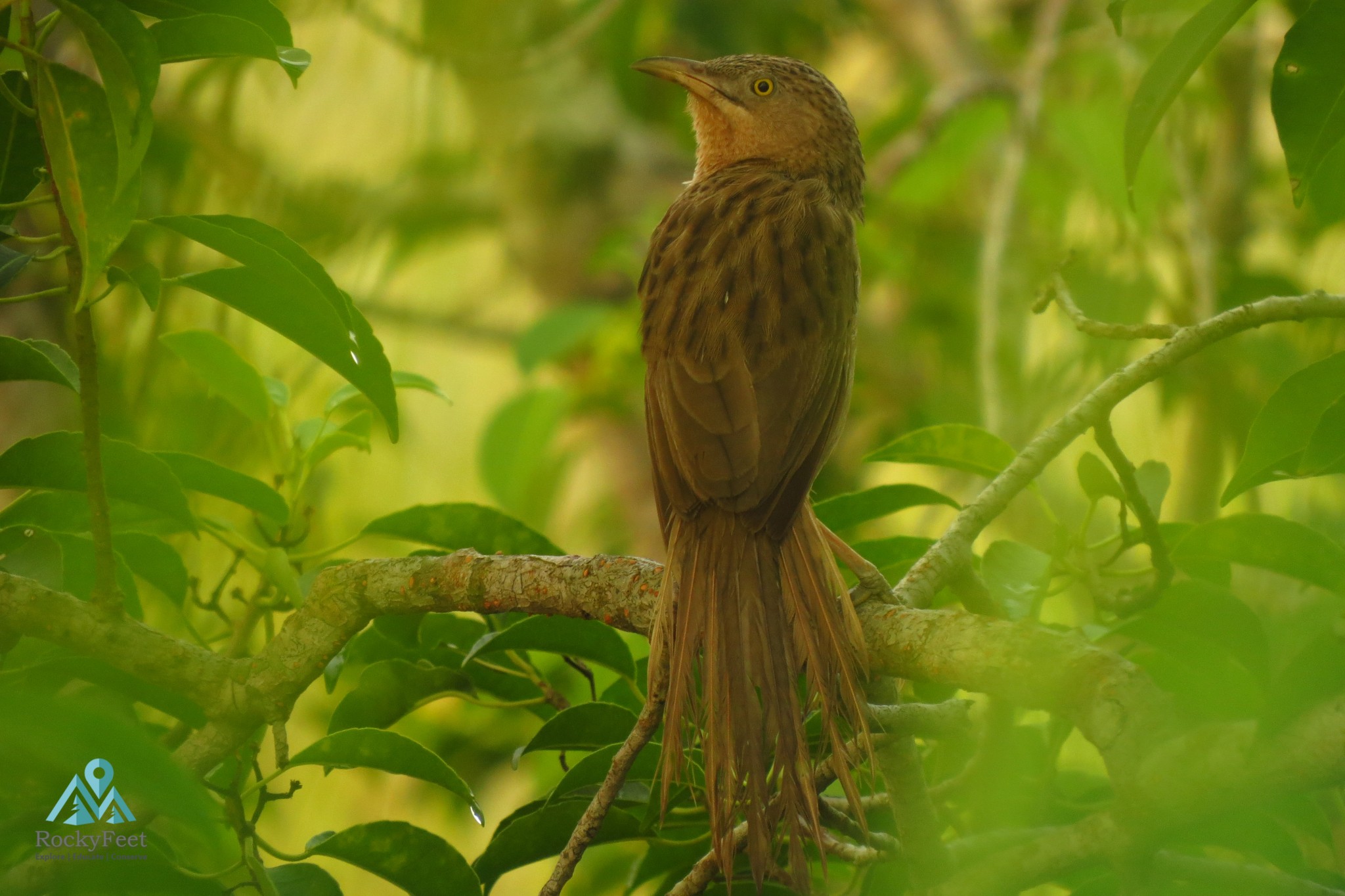 Striated Babbler – Sunderbans Wildlife Trail