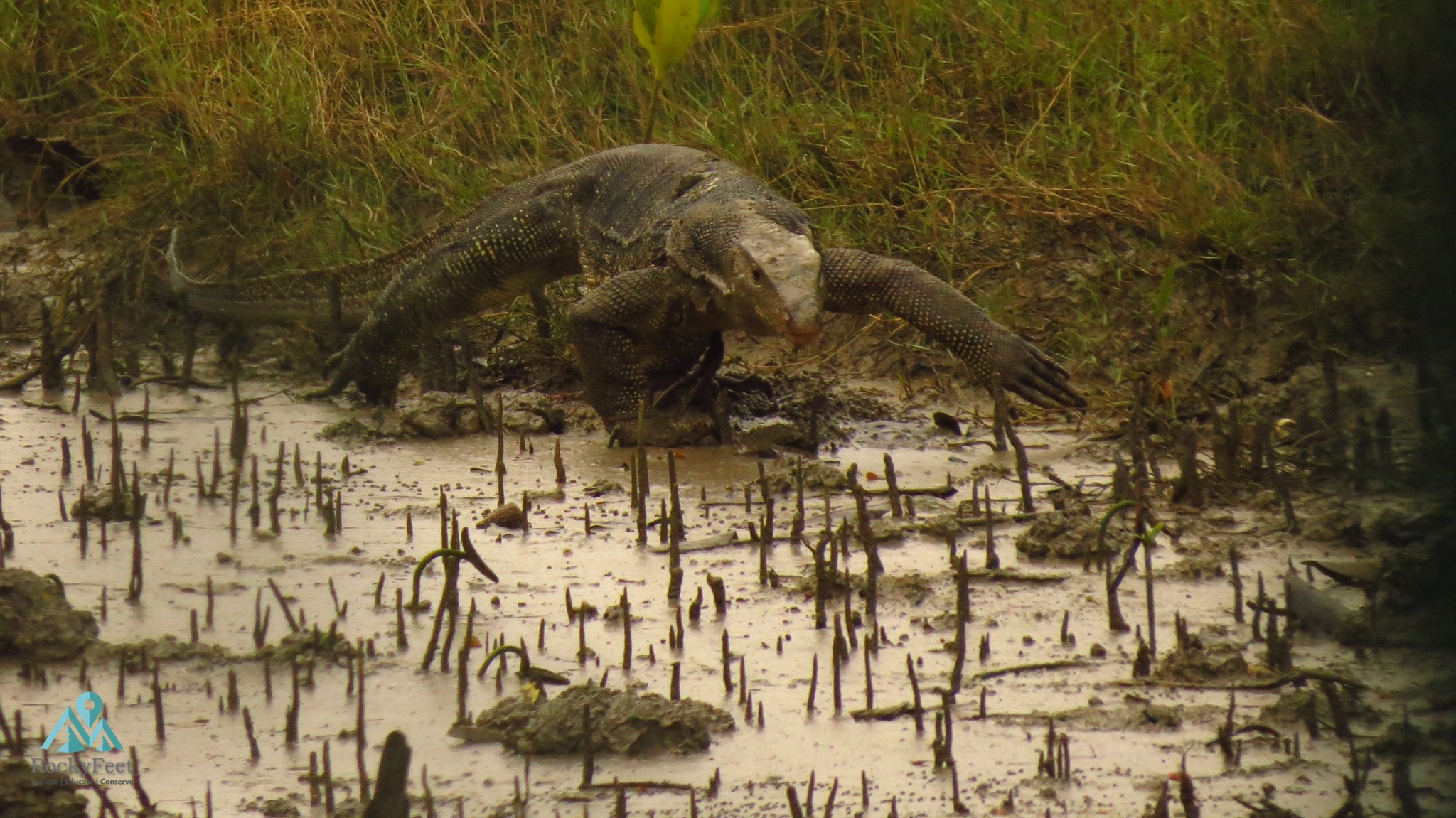 Water Monitor Lizard – Sunderbans Wildlife Trail