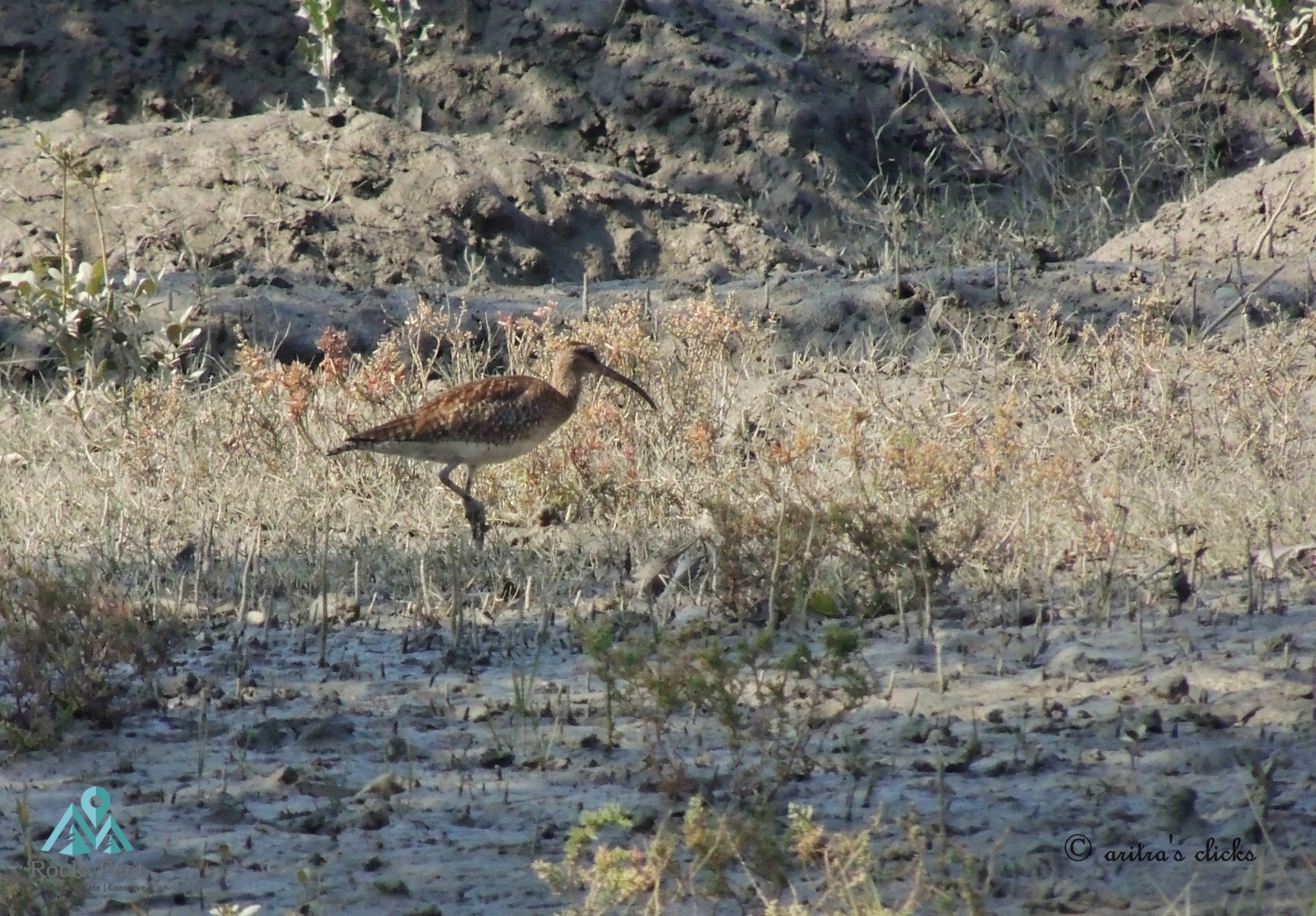 Whimbrel – Sunderbans Wildlife Trail