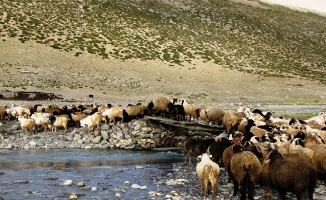 livestock Hemis national park