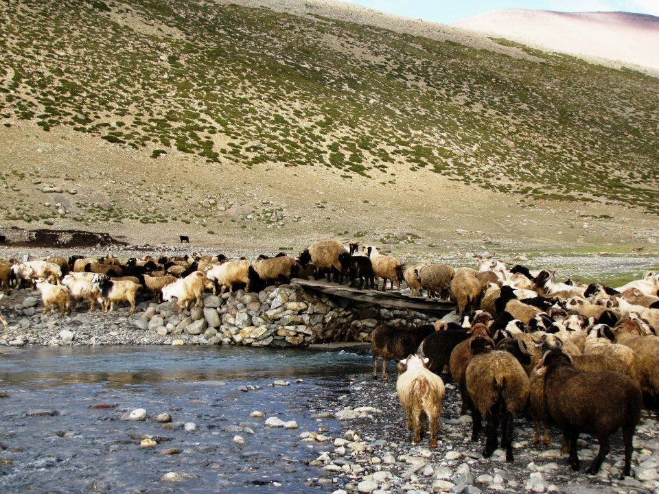 livestock Hemis national park