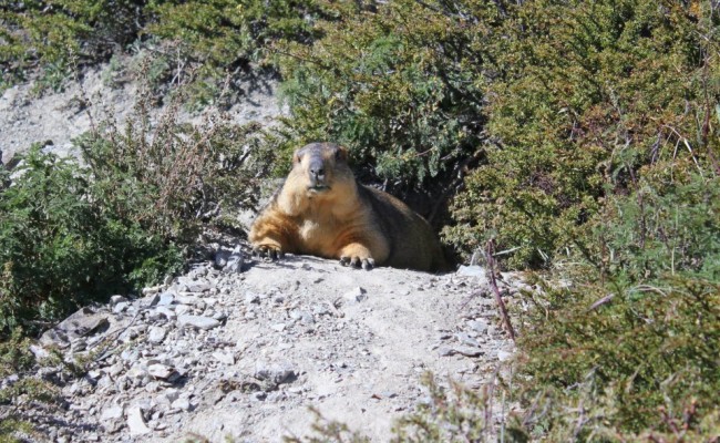 marmot