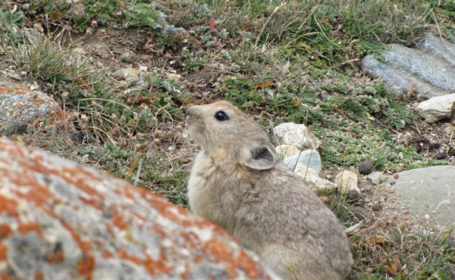 Ladakh pika
