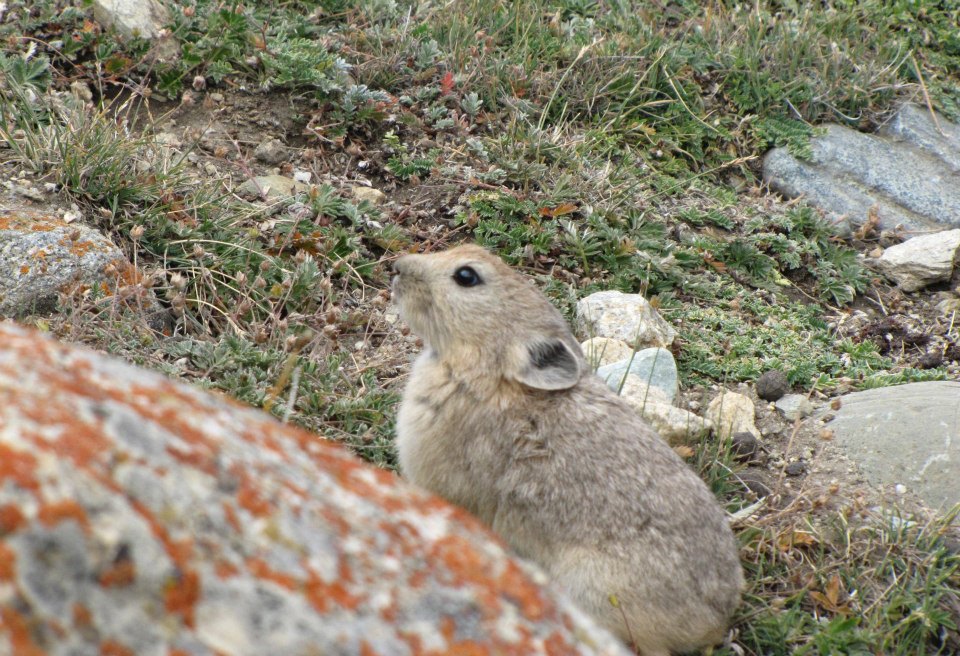 Ladakh pika