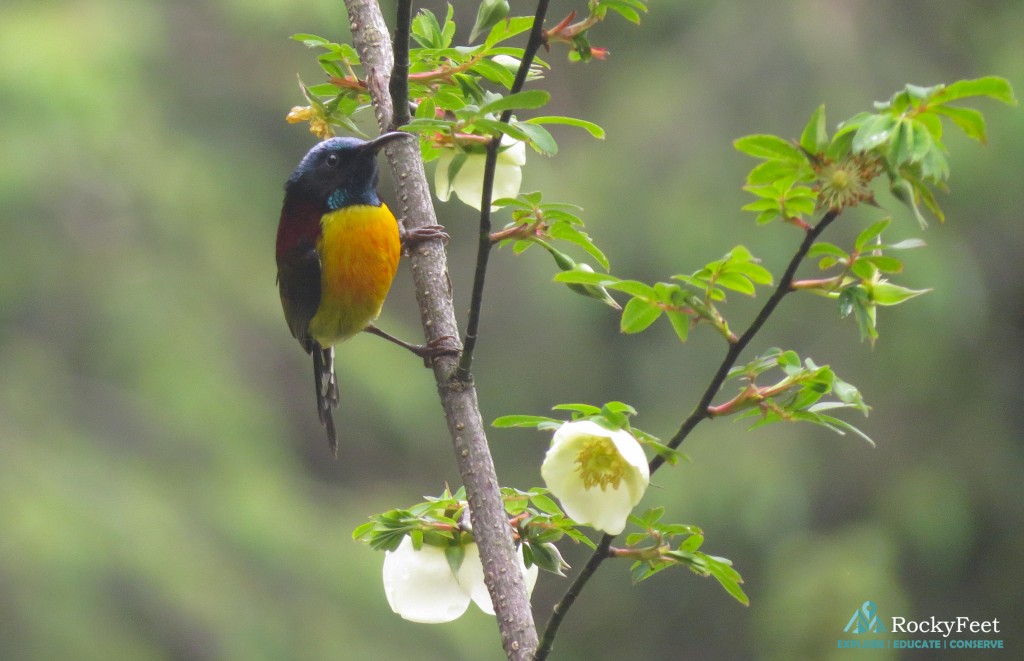 Green Tailed Sunbird (Male) – Okhrey Hilley Varsey
