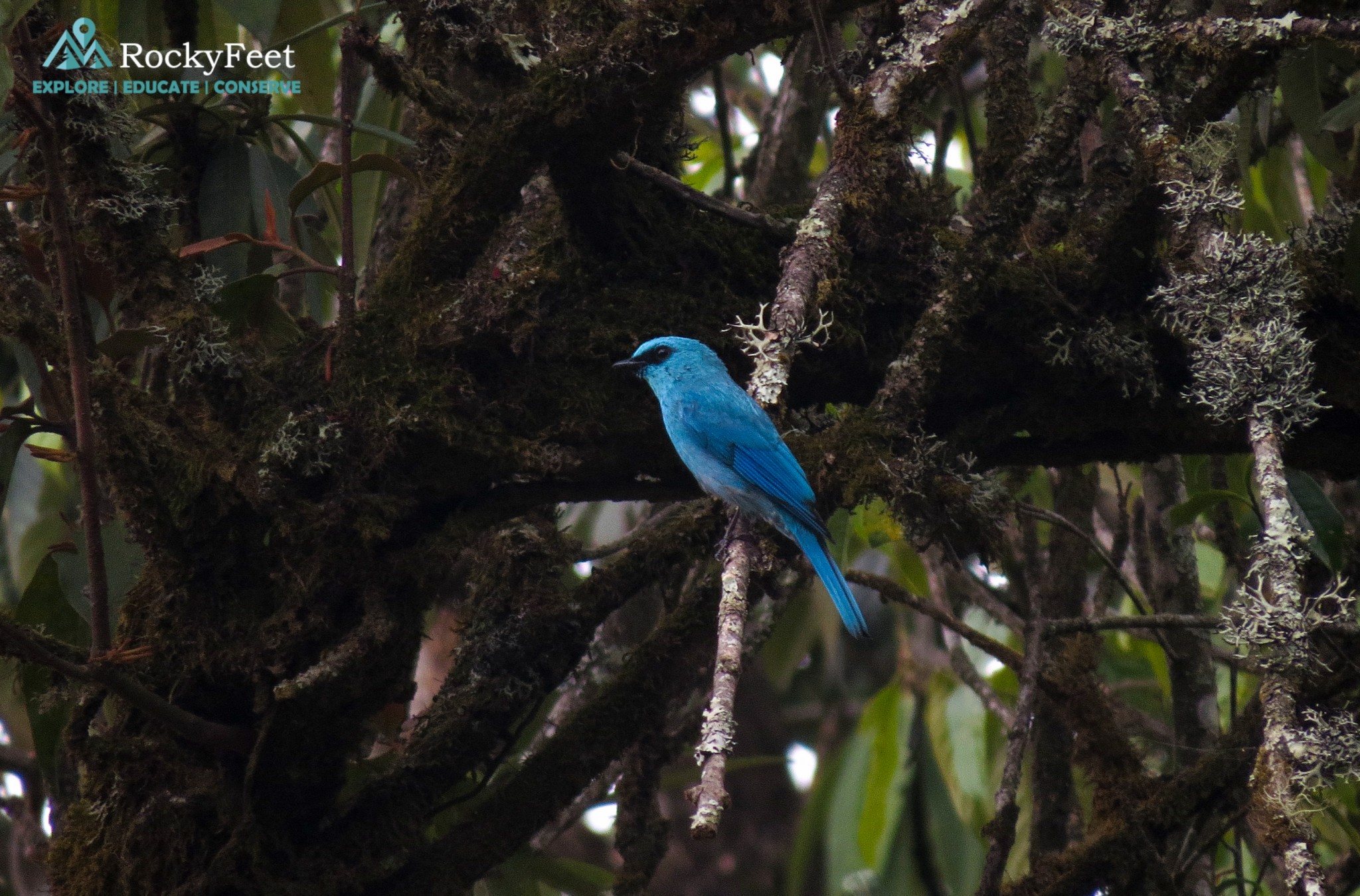 Verditer Flycatcher – Okhrey Hilley Varsey