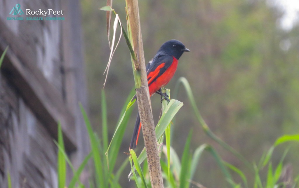 Scarlet Minivet (Male) – Okhrey Hilley Varsey