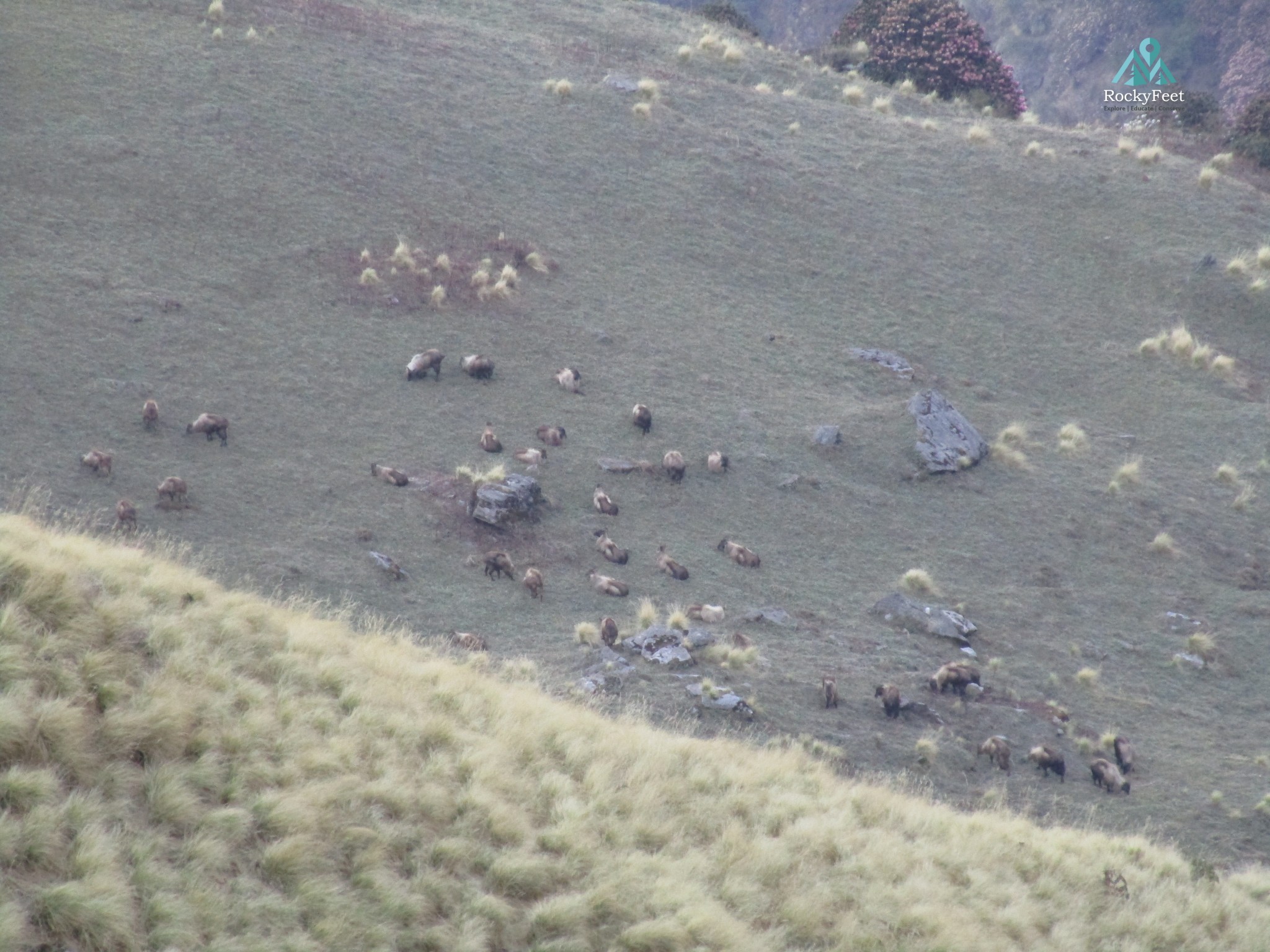 A herd of male Himalayan Tahr, grazing the distant slopes behind Chandrashila