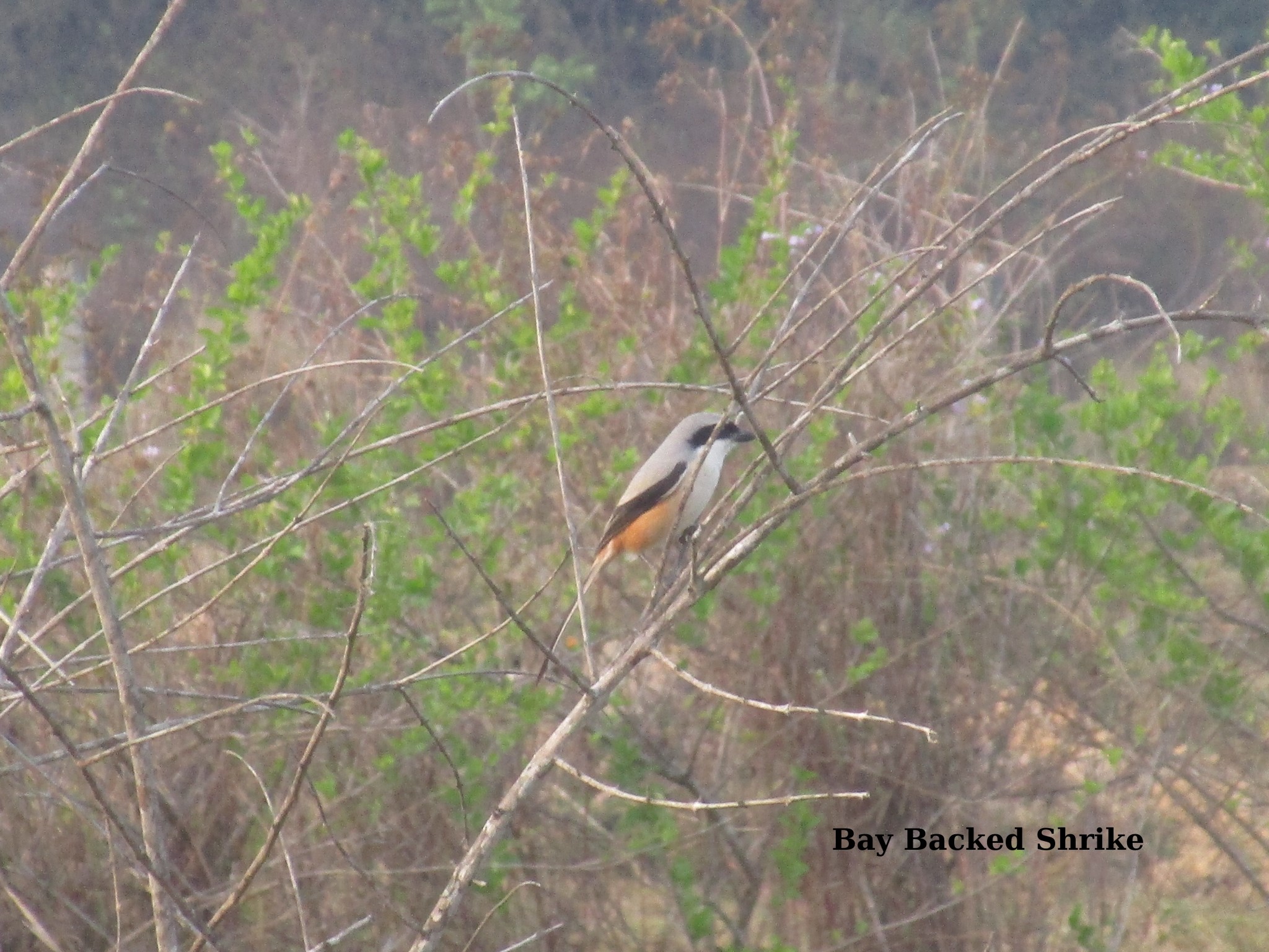 bay backed shrike