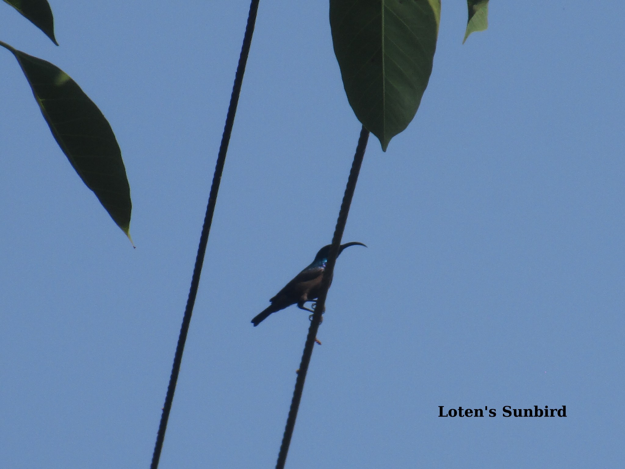 l sunbird