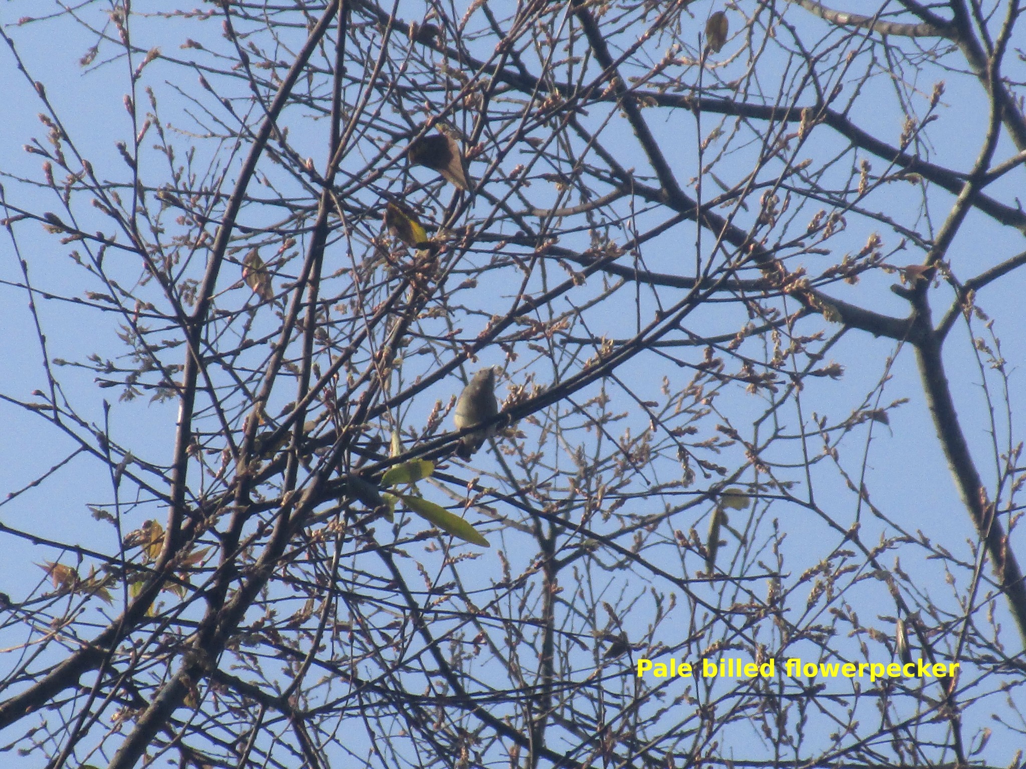 pale billed flowerpecker