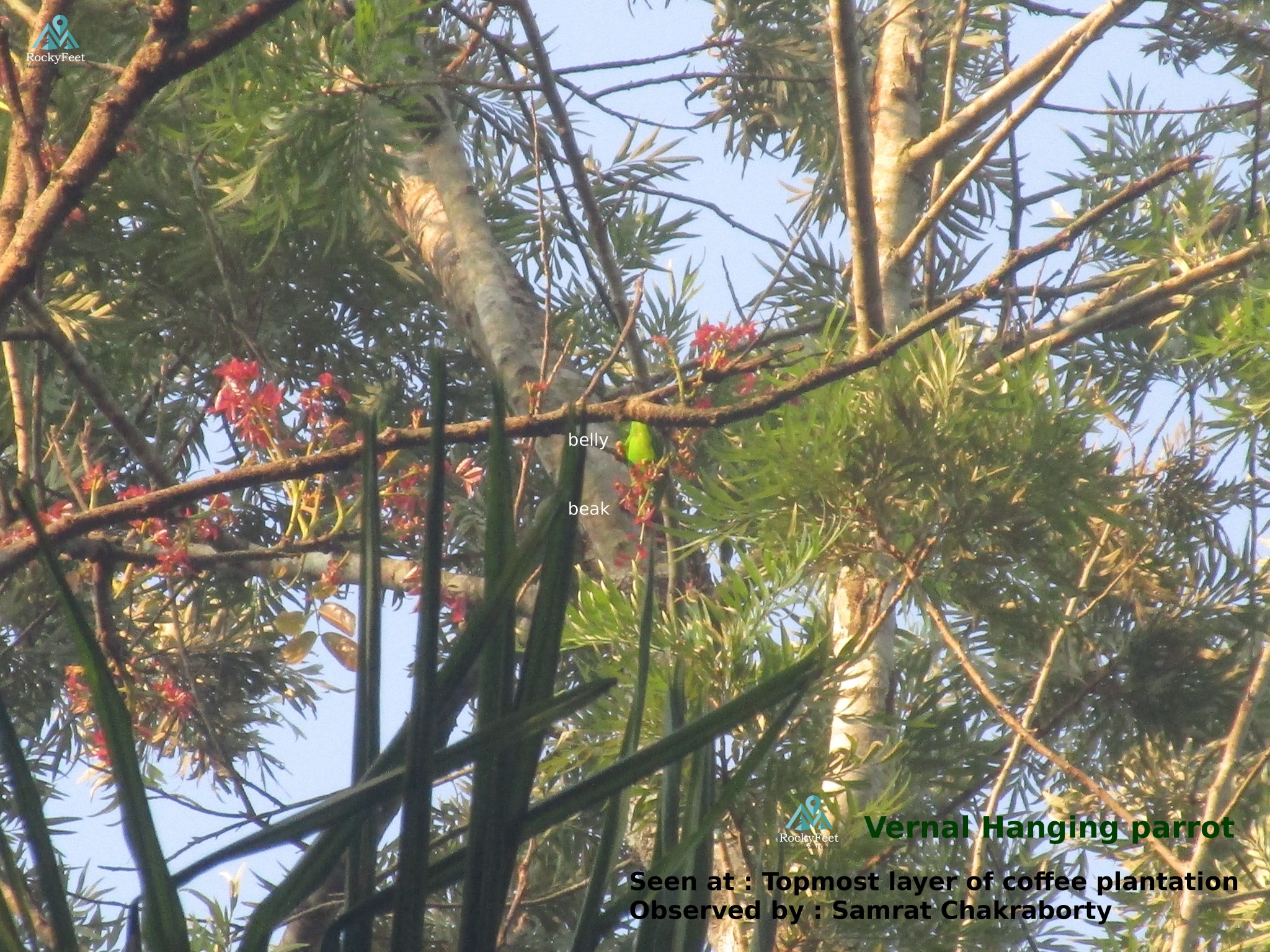 vernal hanging parrot