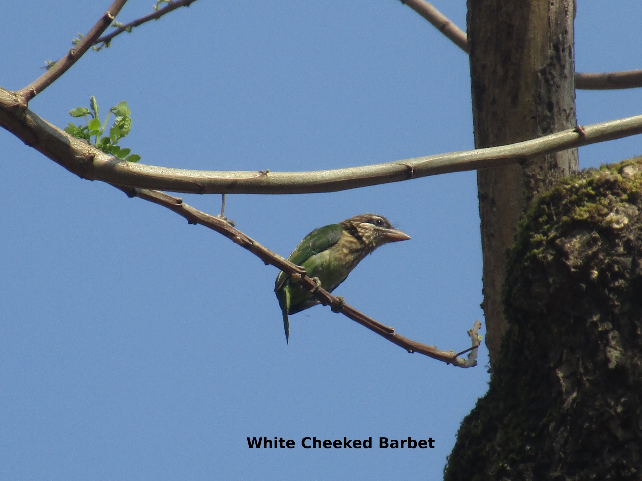 wc barbet