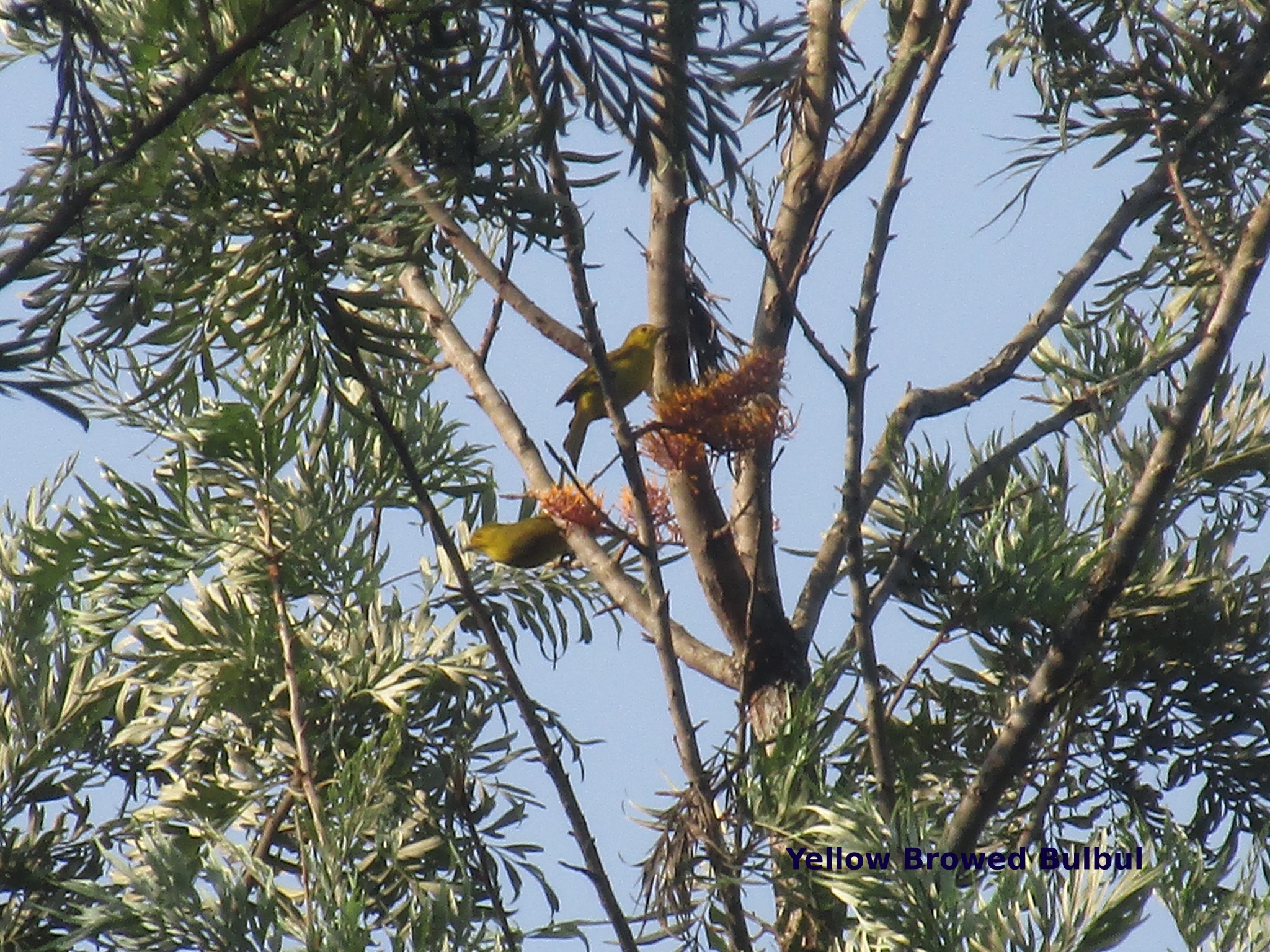 yellow browed bulbul