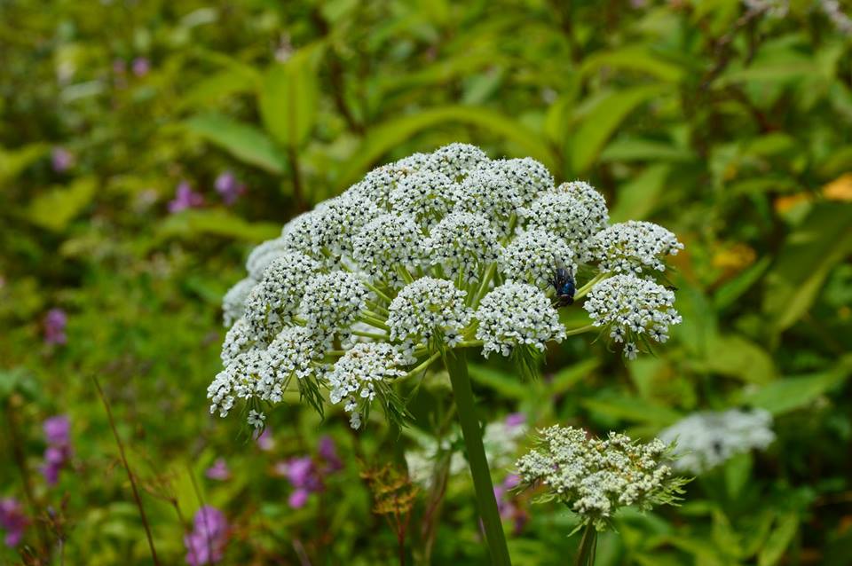 valley of flowers