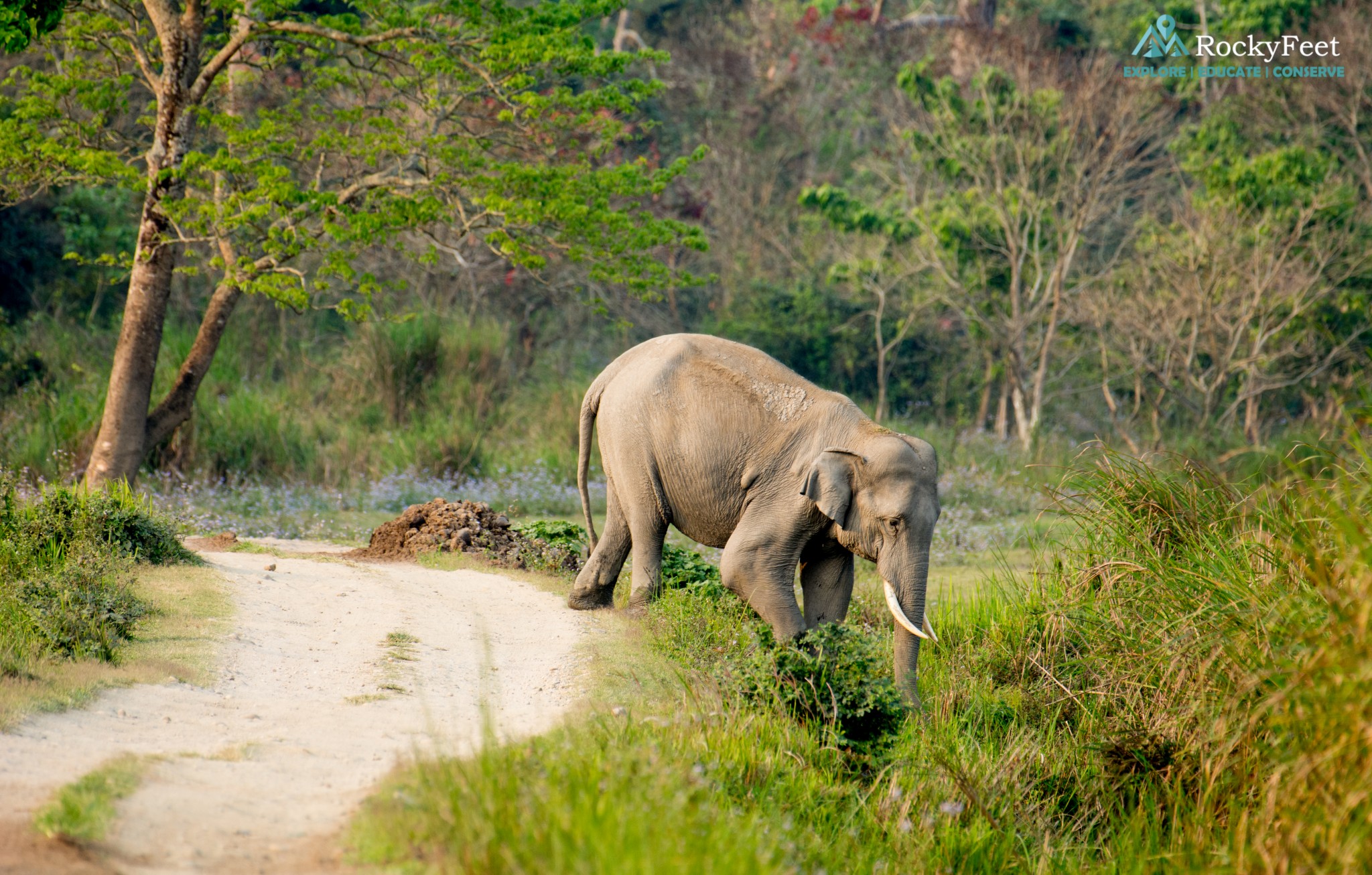 Wildlife Diaries – Kaziranga National Park – Mammals, Men, Mahout and  Mishing - RockyFeet