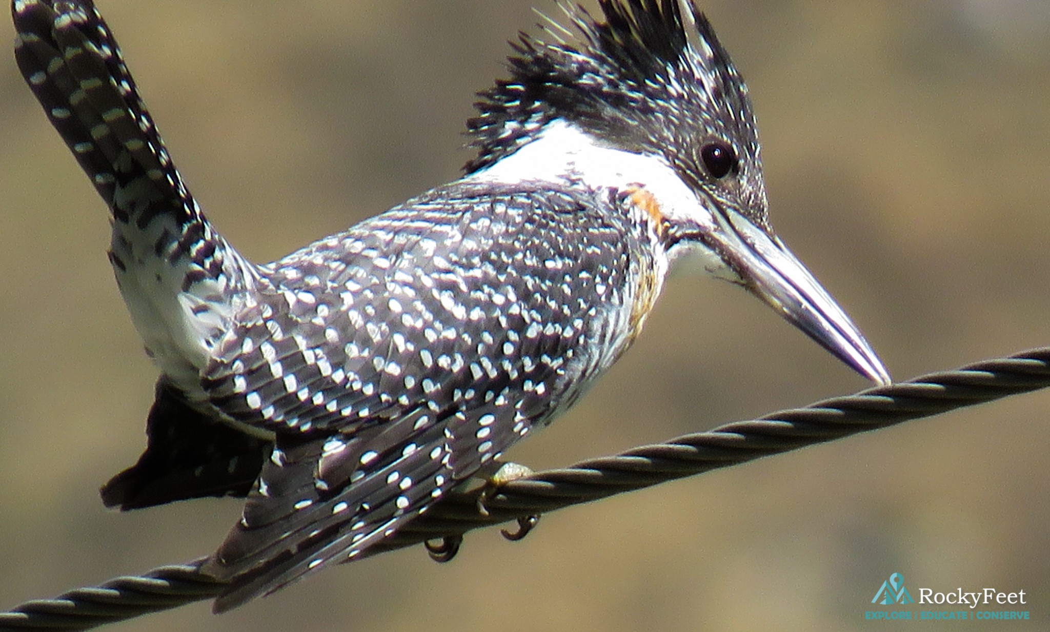 CRESTED KINGFISHER - On the lookout for Trout