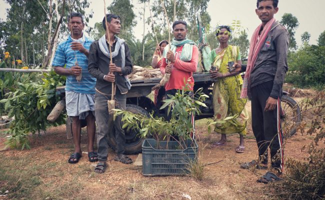 Tree plantation bankura