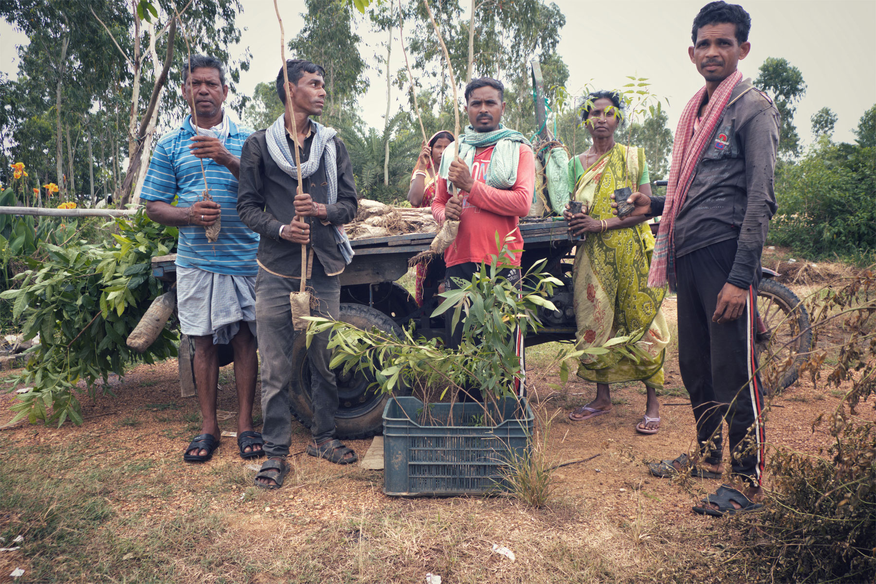 Tree plantation bankura
