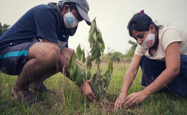 plantation with community